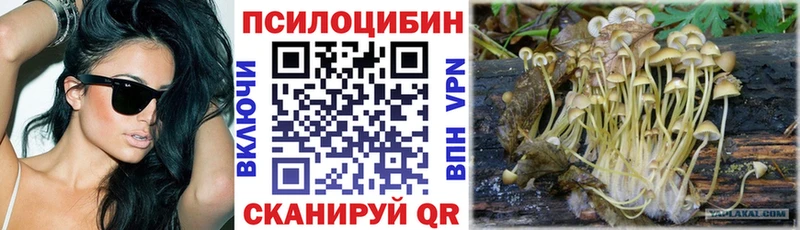 ОМГ ОМГ зеркало  Терек  Псилоцибиновые грибы Magic Shrooms  даркнет сайт 